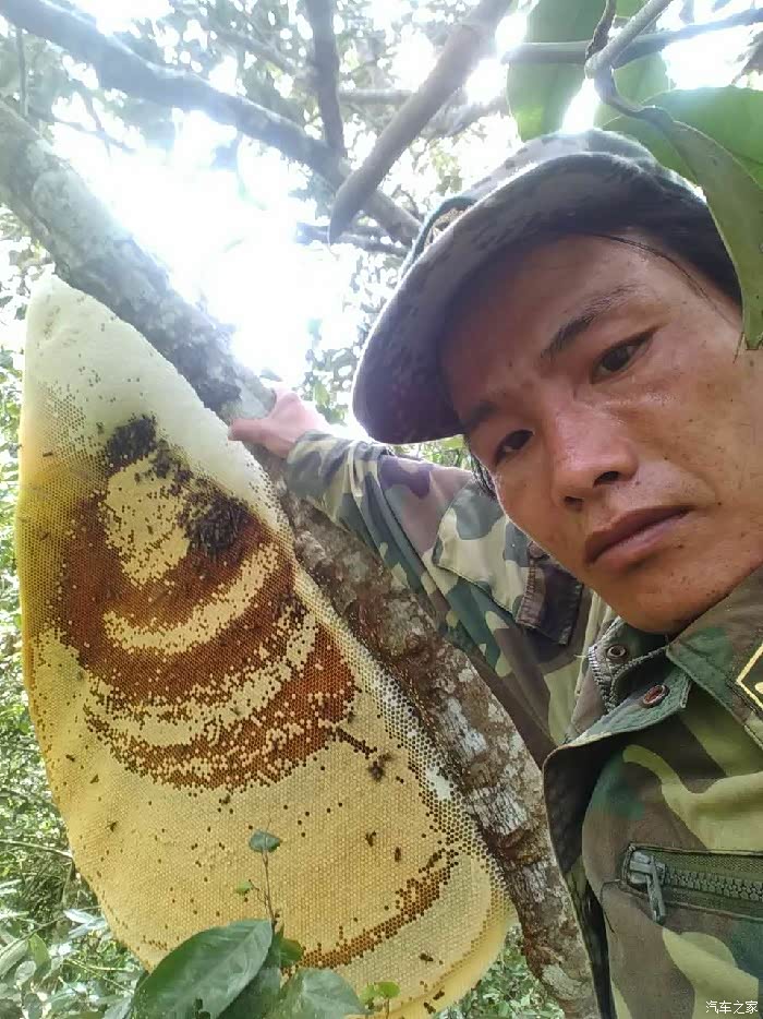 【图】……被马蜂叮的差点挂了_湖南论坛_汽车之家论坛