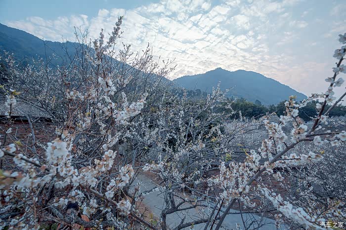 广州从化流溪梅花节x3自驾游