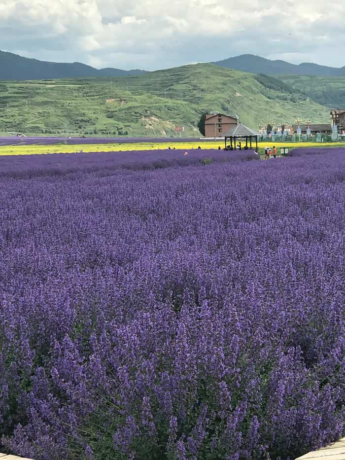 松潘至川主寺途中偶遇薰衣草花海简直美到朋友