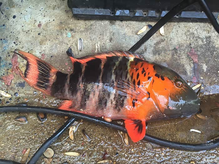 途观l论坛 走天涯之梦行西沙群岛苏眉,一种很名贵的高营养价值的鱼