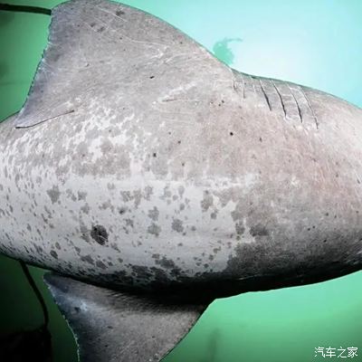斑纹竹鲨图片