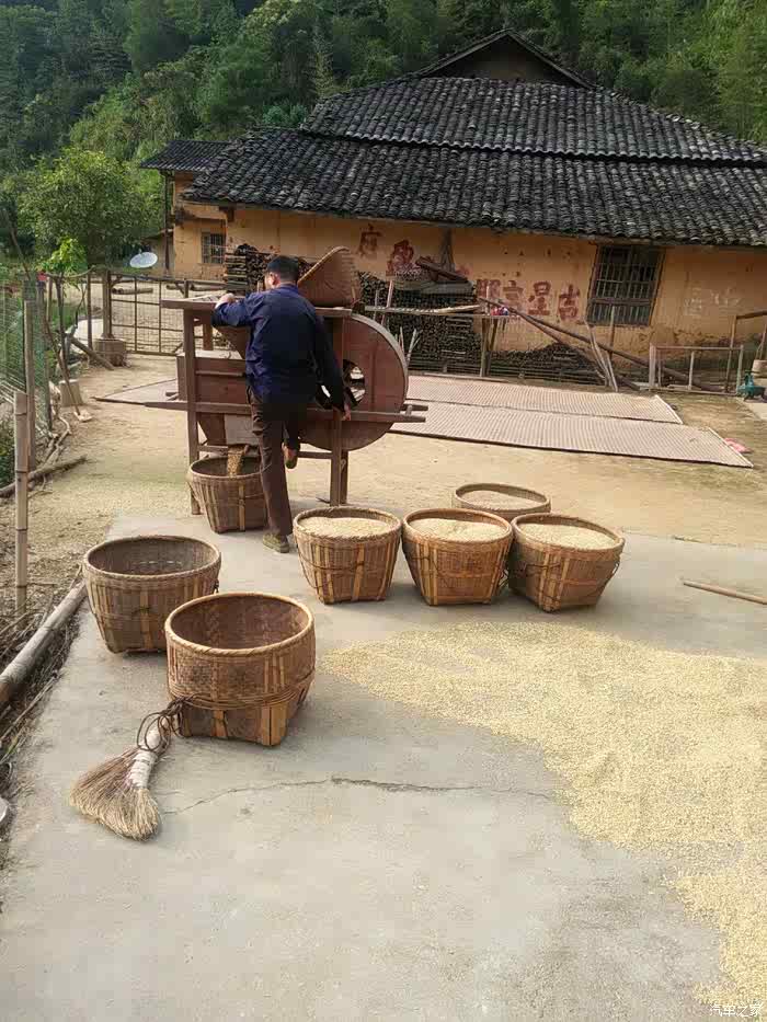 我把谷子倒上去,我爸爸手摇风车分离谷子中的杂质,爸妈辛苦啦