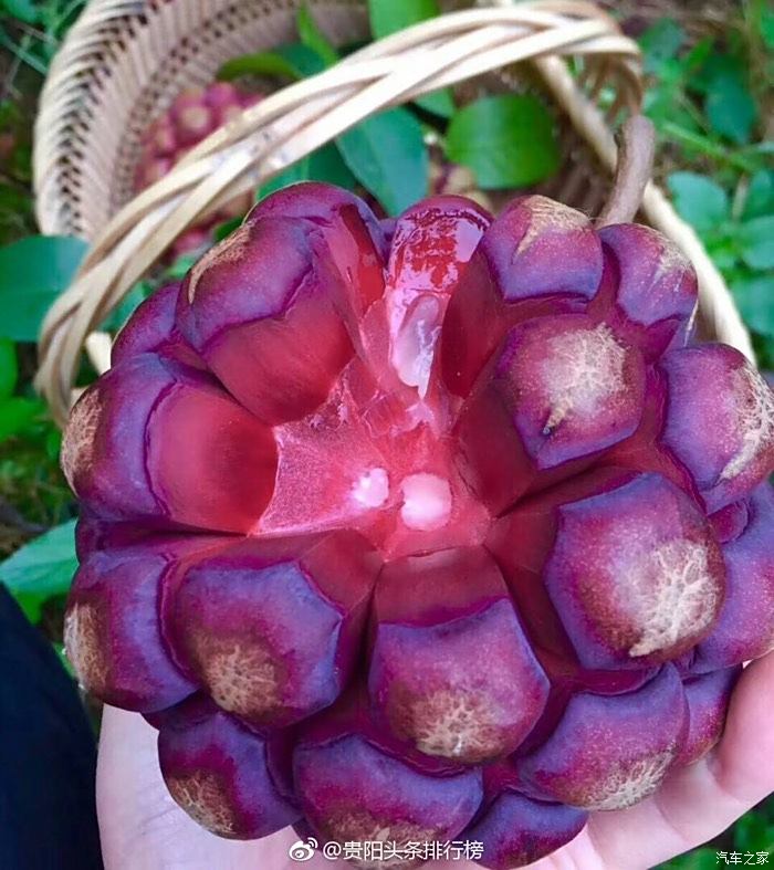 这是什么水果