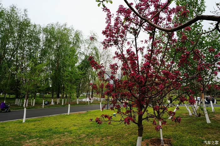 随拍沈阳长白岛公园赏樱花