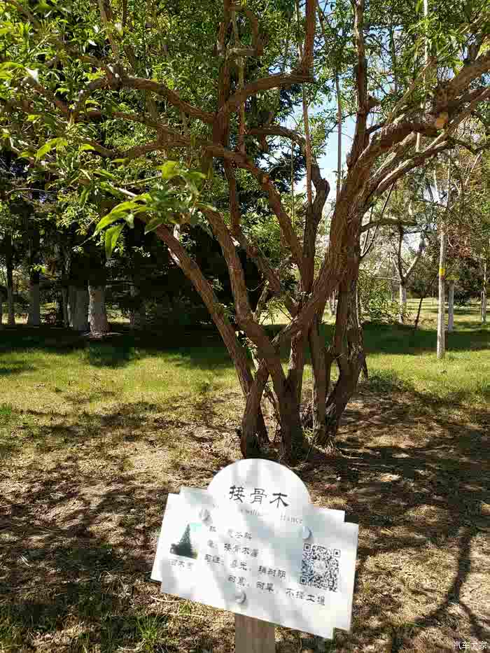 春游记全家五一百木园里看百木花开