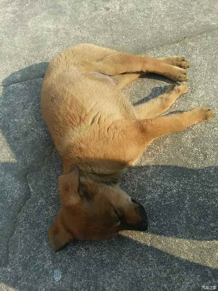 这什么品种路边买的是不是所谓的黄狼犬啊