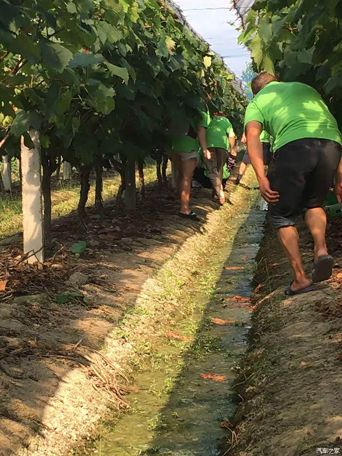 躲在葡萄树下乘凉是个好注意