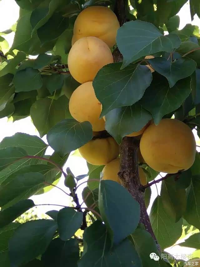 阳高大接杏采摘一日游