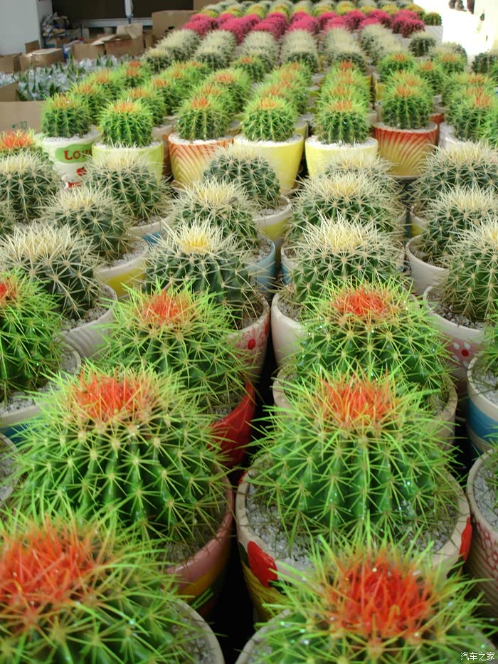 扬州江都阿波罗花木市场