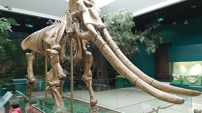 黄河古象,这是全世界已经发现的剑齿象骨骼中最完整的一具