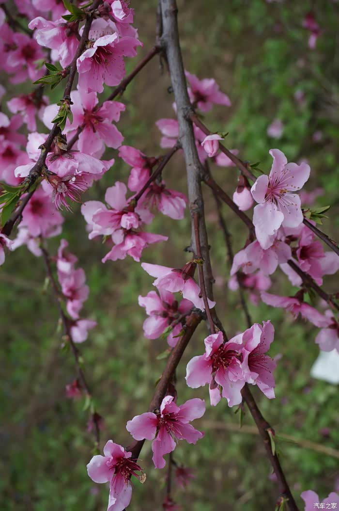 西安关中环山线路边的桃花