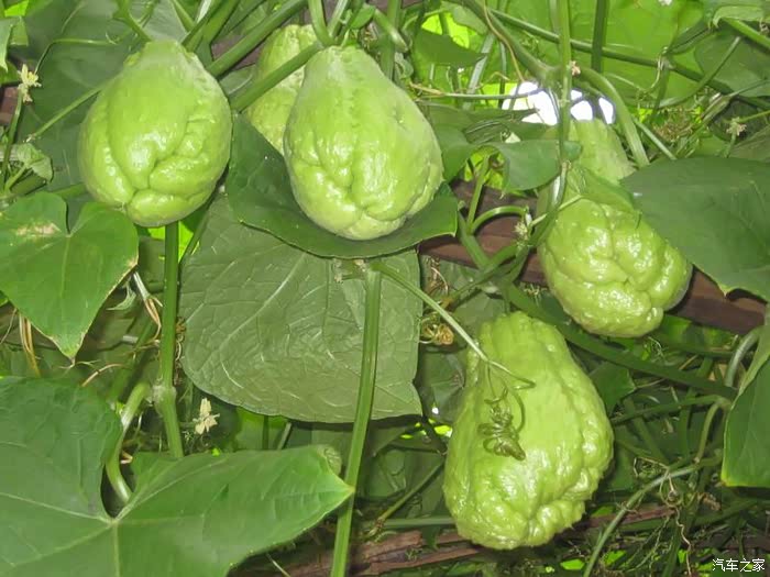 新鲜粉嫩的这是啥