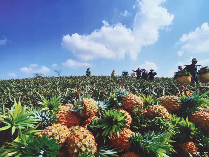 广东湛江有个菠萝的海它被誉为广东最美的田园