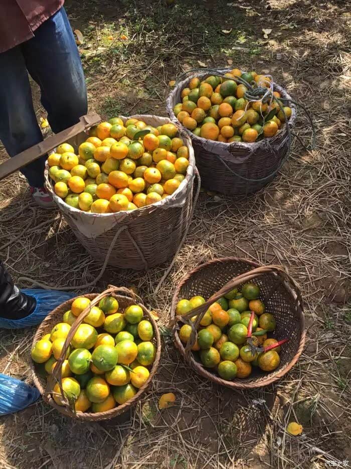 无锡cs35车友会携手车友大浮踩橘子