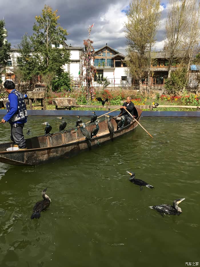 渔民家里的捕鱼工具---鱼鹰,安徽那边叫鸬鹚