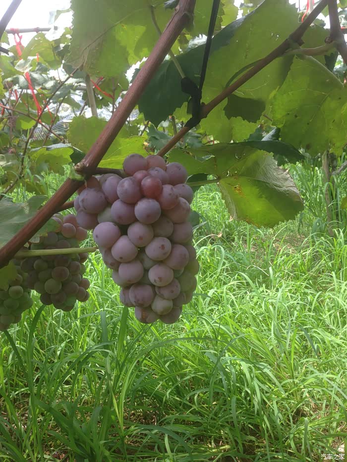 重庆风云2璧山摘葡萄