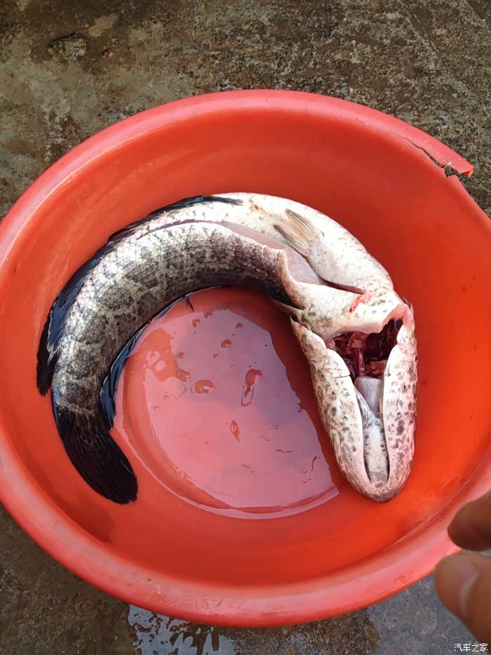 黑鱼杀好,想翻正了拍,可惜不好摆正,我就不折腾了