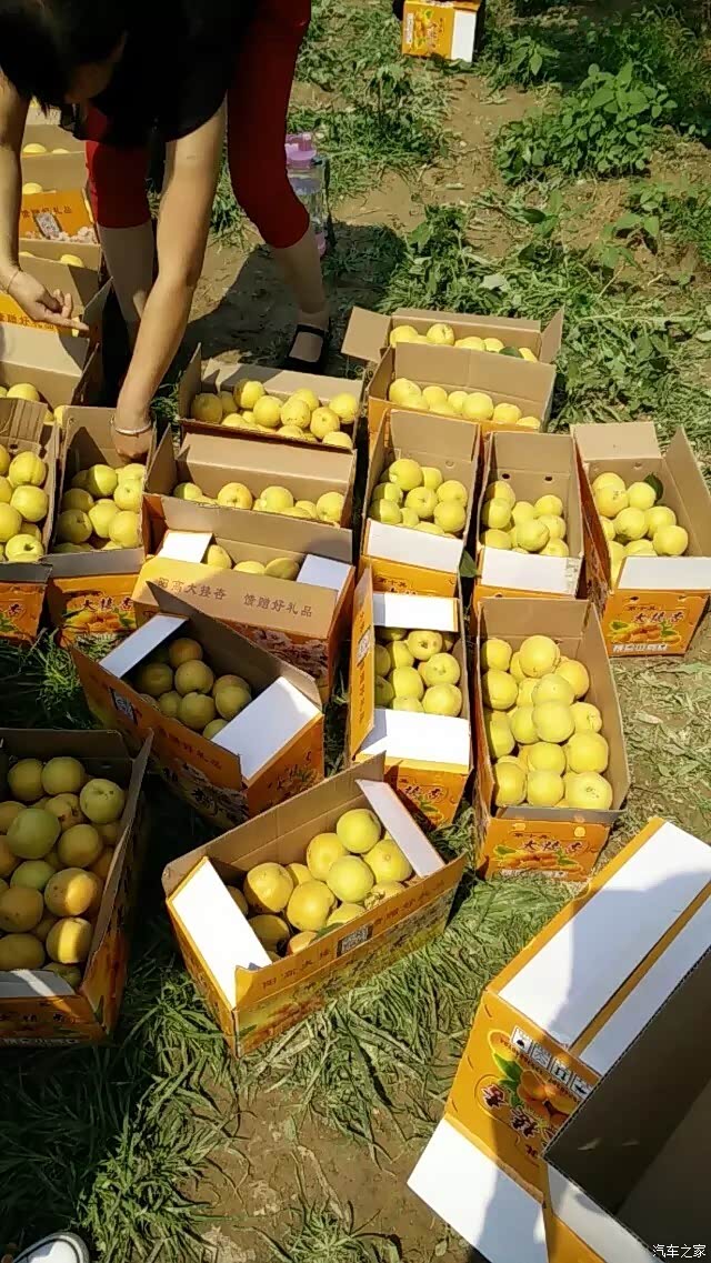 阳高大接杏采摘一日游