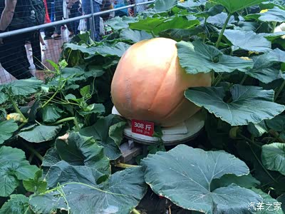 【一汽丰田rav4杯】无需等待 即可出发:寿光蔬菜博览会之行!