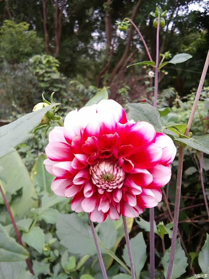 【若木系列】致心中的你.借论坛宝地祝你生日快乐!