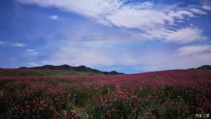 新疆h军团在路上漫步红豆花海