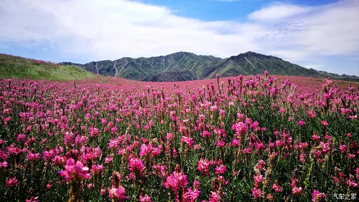 新疆h军团在路上漫步红豆花海