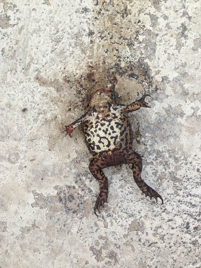 昨天去钓鱼,发现蛤蟆精尸体一具,死相惨烈.