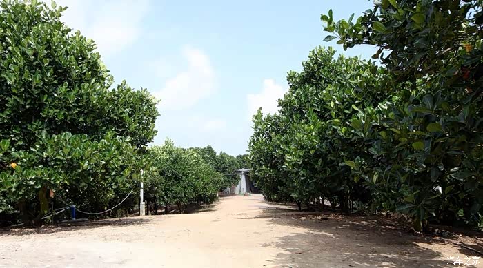 2017年春节自驾游 海南三亚海棠湾南田农场 (13)