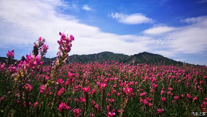 新疆h军团在路上漫步红豆花海