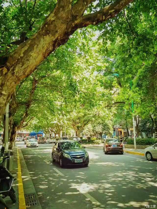 开着赵大白的时候我很喜欢这样子的香樟路街道,心情都会瞬间变得很好