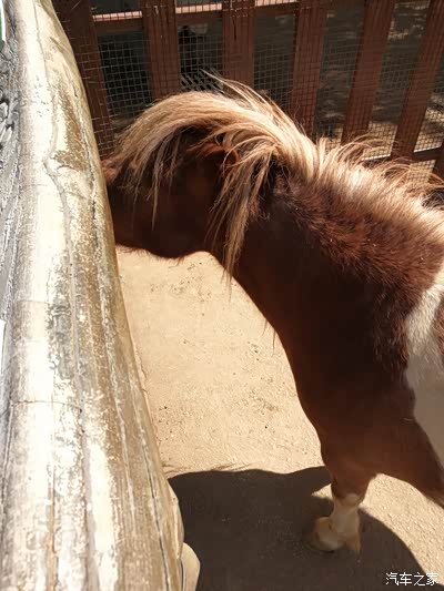动物园-脚马