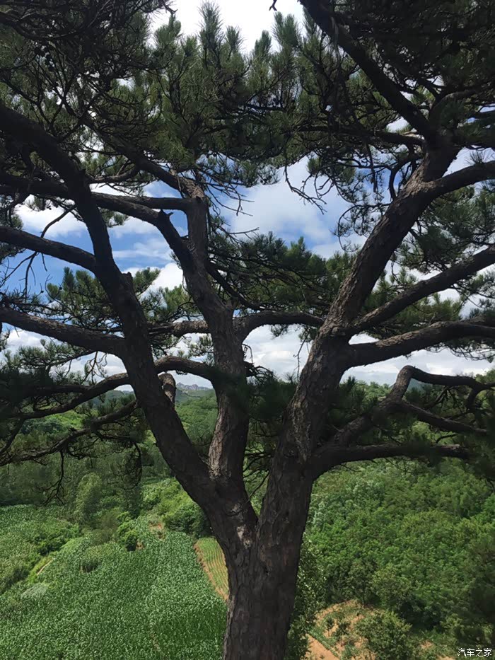 百年老松树