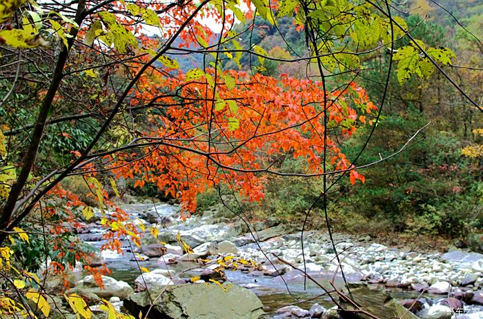 平武县老河沟自然保护区的红叶季