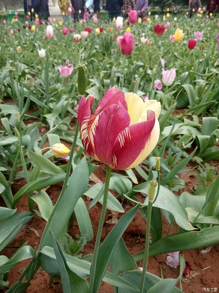 洛陽鬱金香花園遊記