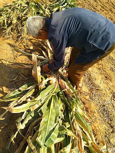 父亲在捆绑玉米秸(烧火做饭用)