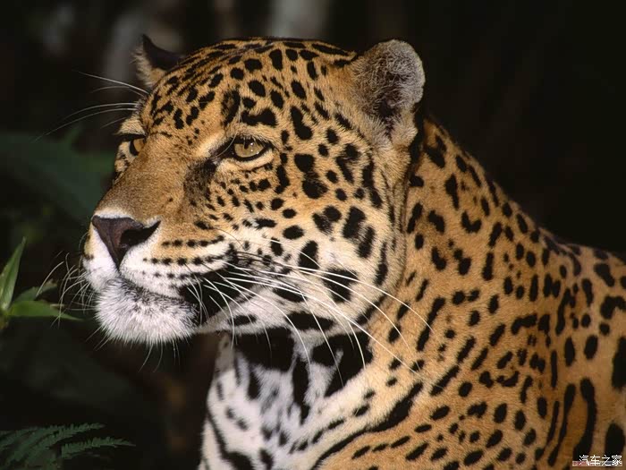 狮子头还是豹子头