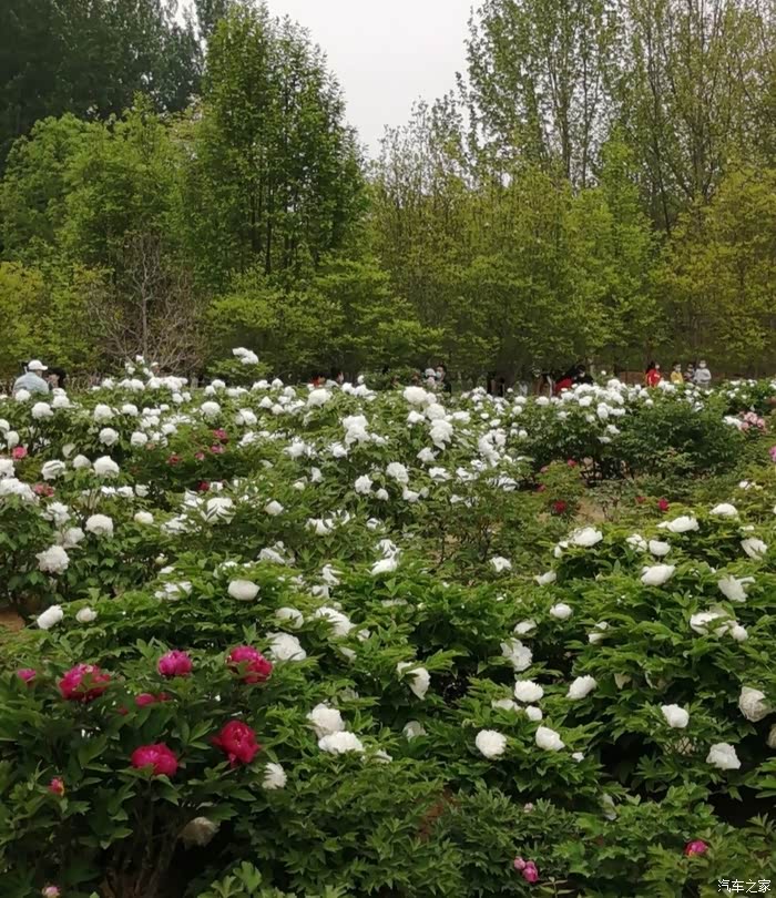 自驾名爵6逛秦皇植物园