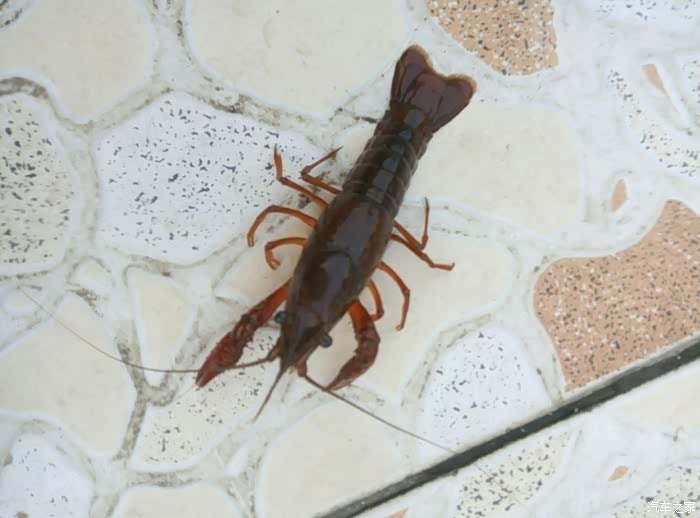 龙哥开着六弟带你抓龙虾