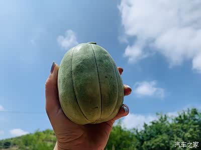 还有陕北的小瓜