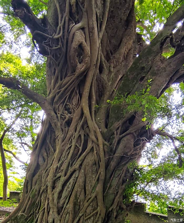 51小长假,逸起打卡香樟园