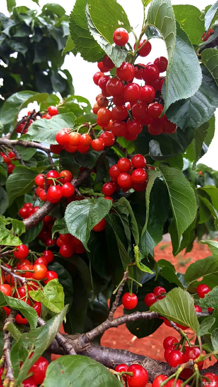 这个周末在赤鹫乡摘樱桃