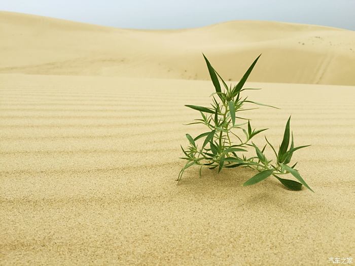 最后就以一棵沙漠中挺拔的小草来结束本篇游记吧