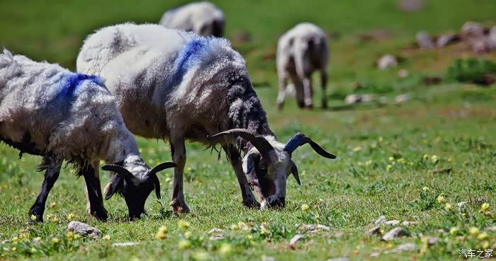 高原羊肥.