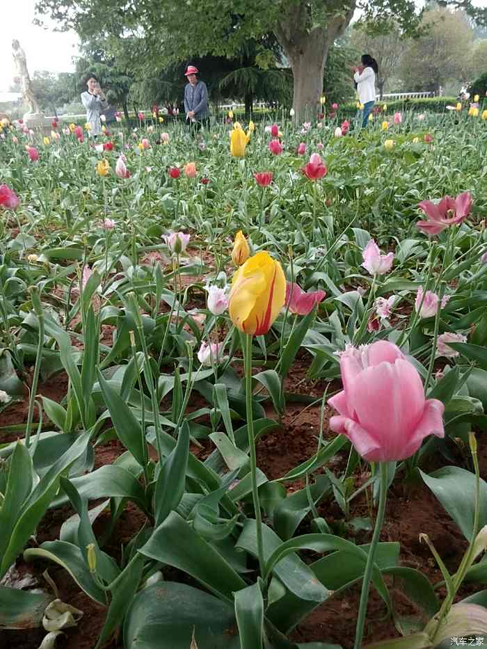 洛陽鬱金香花園遊記