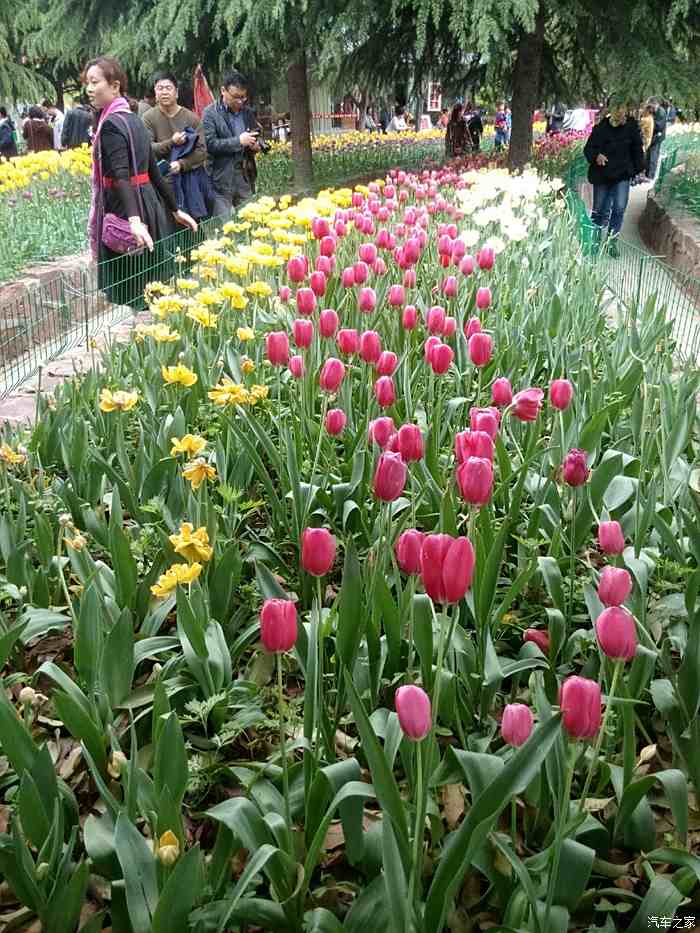 洛陽鬱金香花園遊記