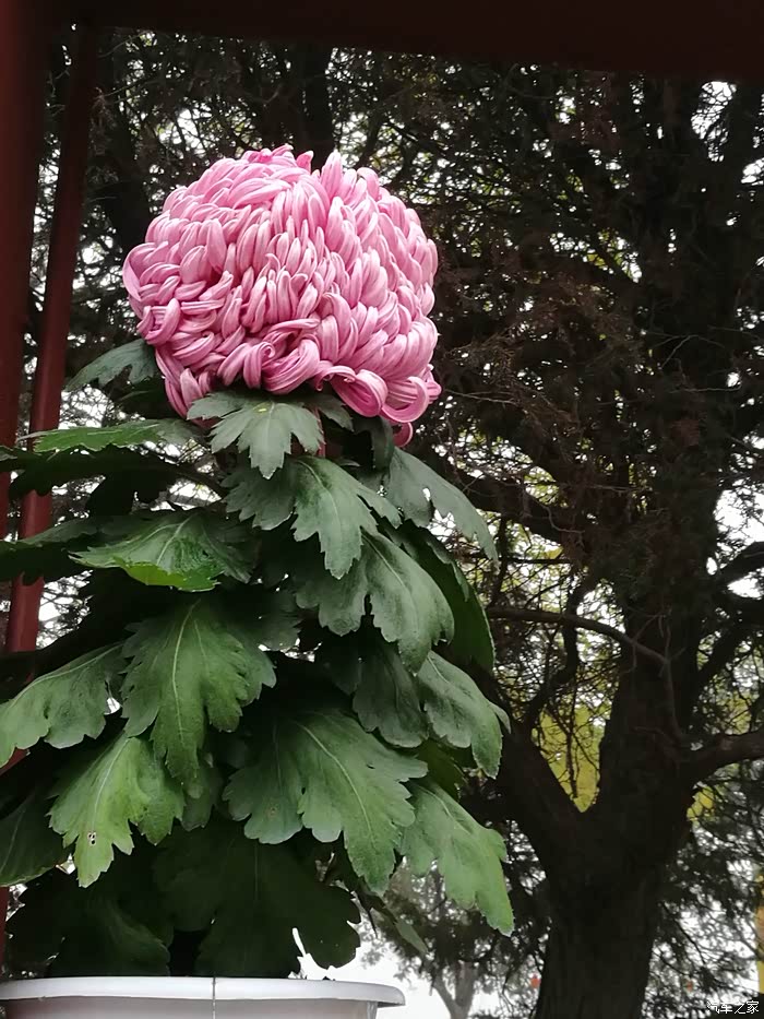 渌水蒙山满城尽带黄金甲且到开封看菊花