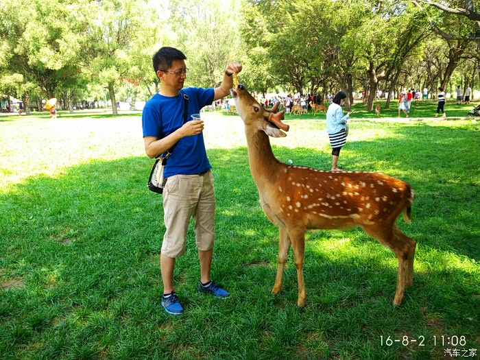 鹿食就切成条胡萝卜