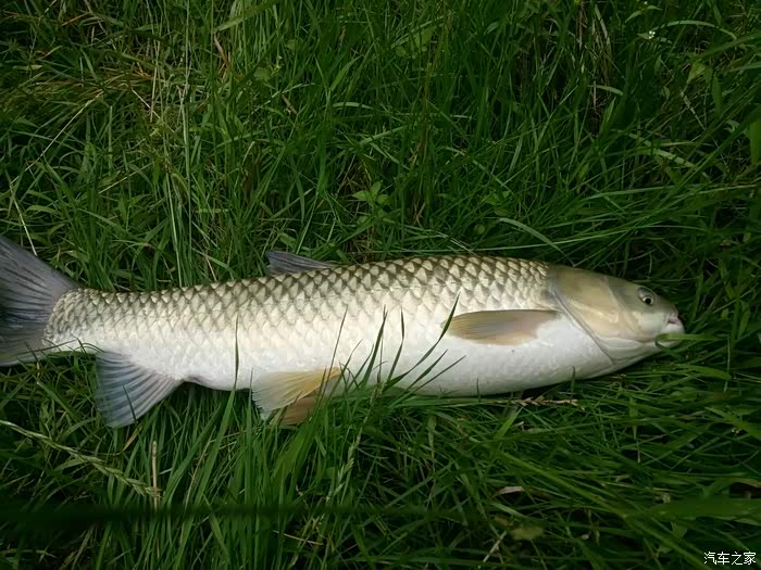 滇池鱼,大家吃不吃?