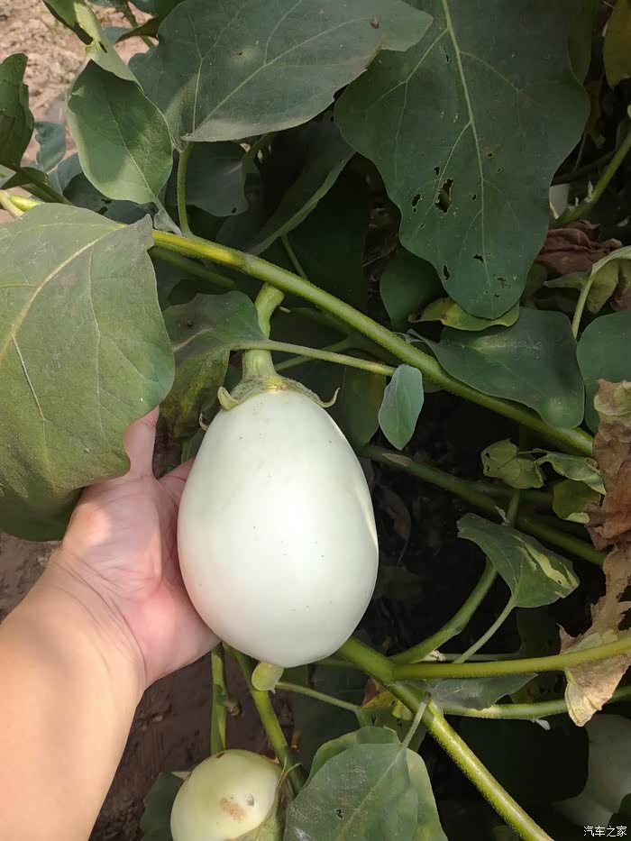 这个是白色茄子,都是第一次看见