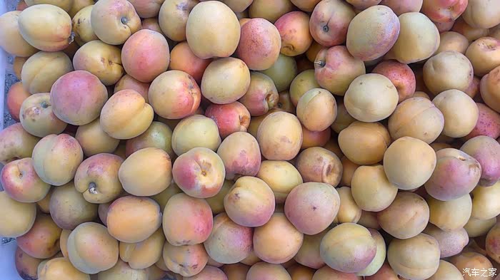 献给欢动石片杏行